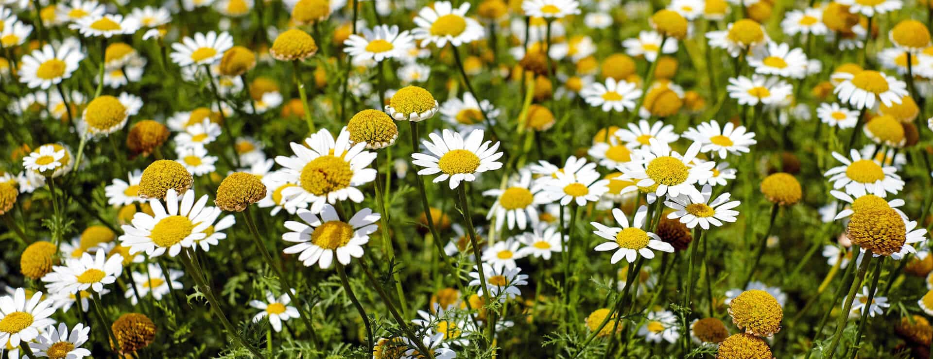 Blossom Essential Oil Banner Image Apolleum